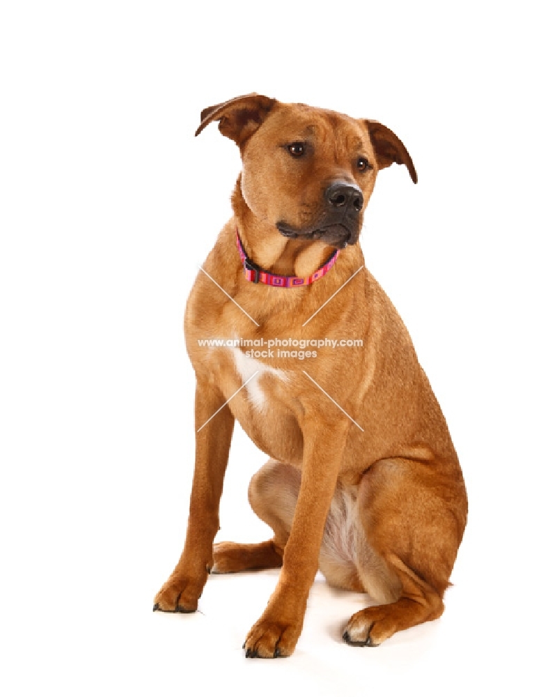 Pit Bull mix sitting in studio