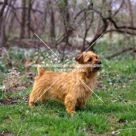 am ch paprika of whitehall norfolk terrier standing in woods