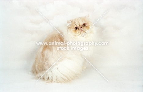 cream cameo Persian cat, sitting down