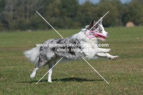 Border Collie with toy