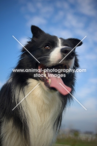 happy black and white border panting, blue sky behind