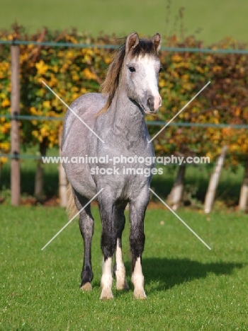 Welsh Mountain Pony