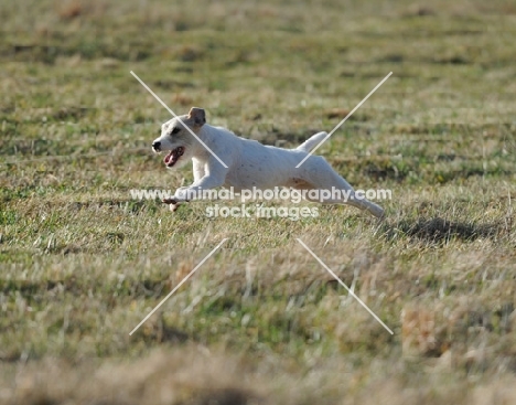 white dog running on green grass