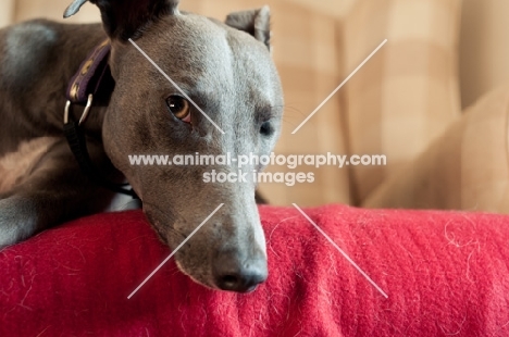 Whippet on blanket