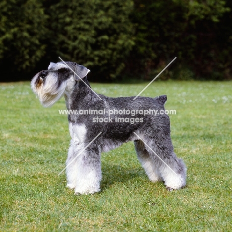 miniature schnauzer in show trim