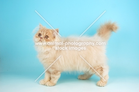 young cream Persian