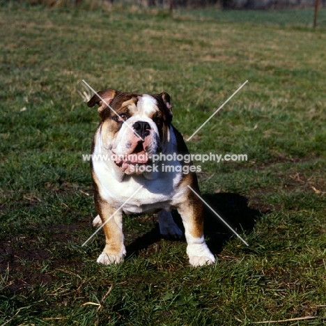 young bulldog looking not too sure about something