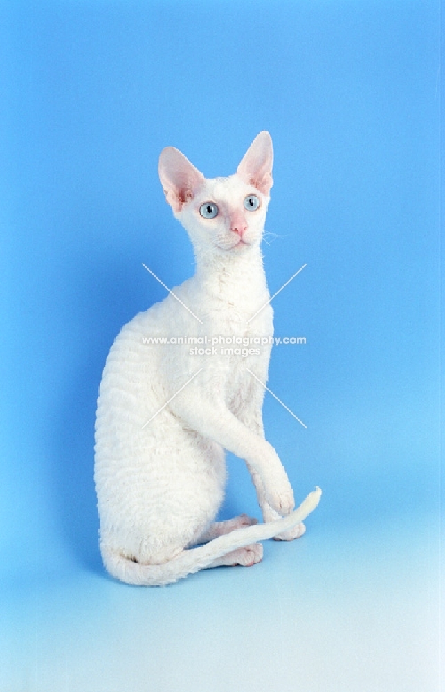 white cornish rex sitting on blue background