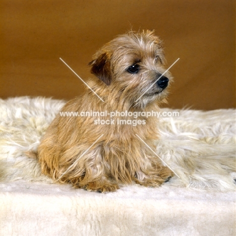 norfolk terrier sitting on  rug