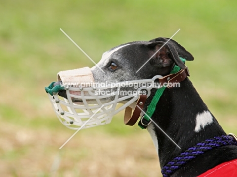 Whippet racing dog wearing muzzle in profile