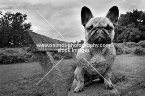 French Bulldog