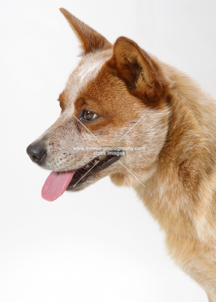 Australian Cattle Dog, profile on white background