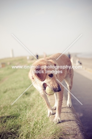 dog with ball in mouth