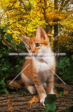 kitten in forest