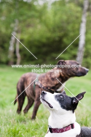 Cross bred Dog and Mongrel