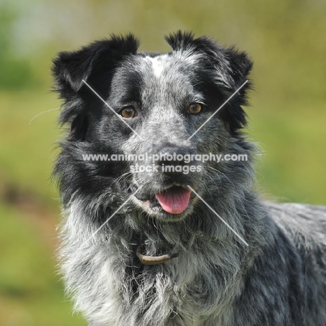 working farm collie