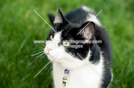 black and white cat on grass