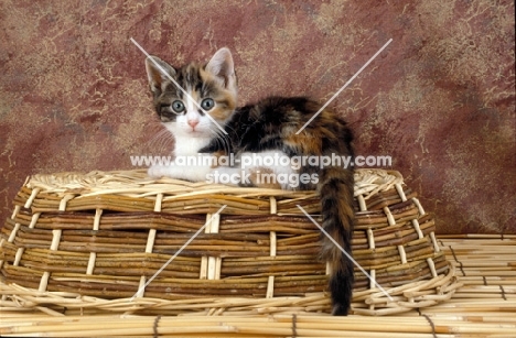 kitten on basket