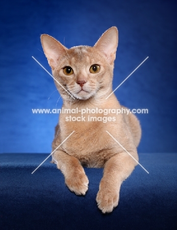 Abyssinian on blue background