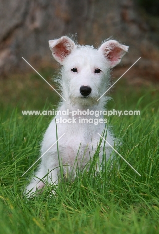 Terrier crossbreed in grass