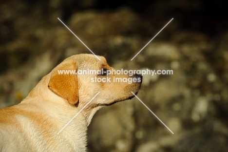 cream Labrador Retriever in profile