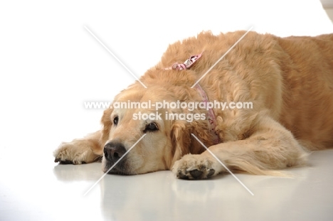 calm Golden Retriever