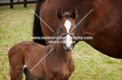 two thoroughbreds in green field