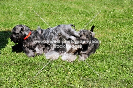 miniature Schnauzer with her puppies