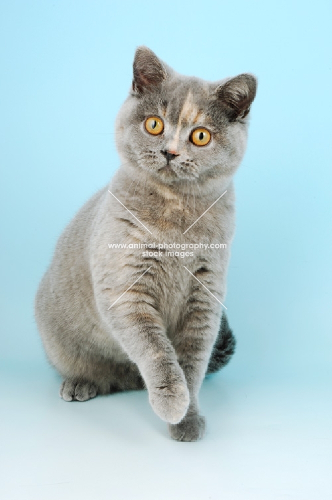 Animal Photography Young Blue Cream British Shorthair Cat One