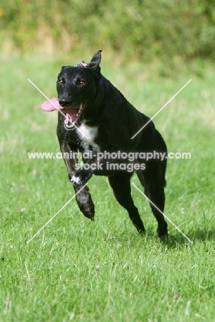 Lurcher running on grass