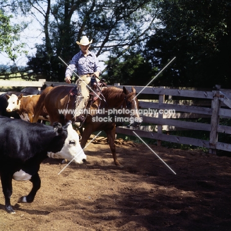 quarter horse and rider cutting cattle