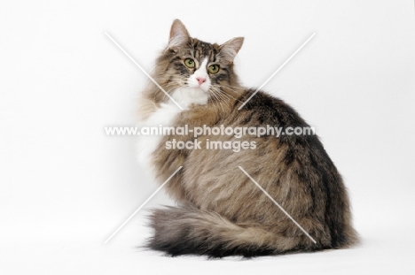 Brown Mackerel Tabby & White Norwegian Forest Cat on white background, back view