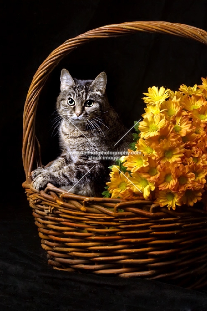 tabby cat in basket with yellow flowers