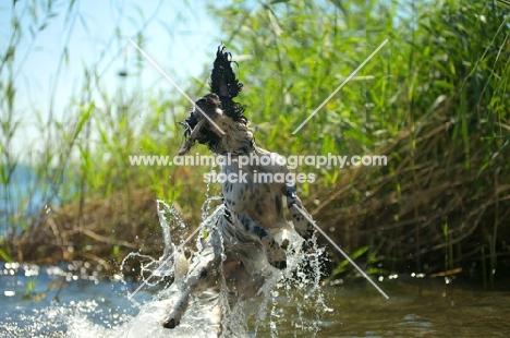 English Springer Spaniel jumping out of the water with stick in mouth