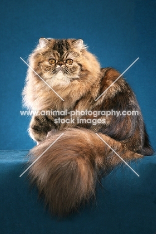 pretty Persian on blue background