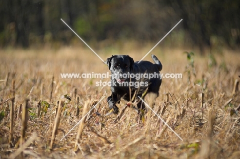 black labrador retriever running in a corn field