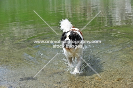 Saint Bernard walking in water