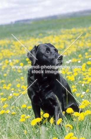 black Labrador Retriever in flowery field