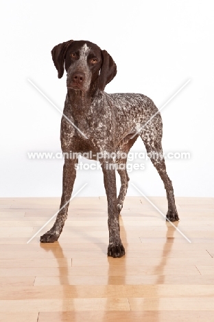 German Shorthaired Pointer standing on wooden floor