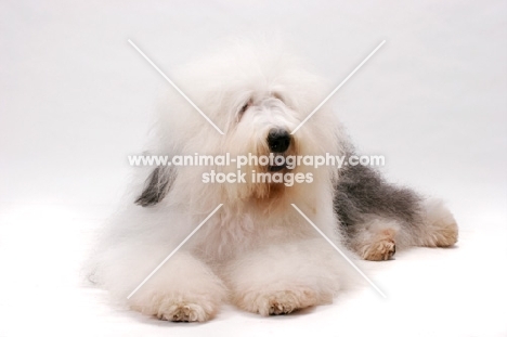 Australian Champion Old English Sheepdog