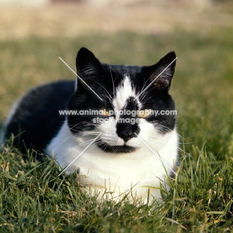 black and white cat resting in grass