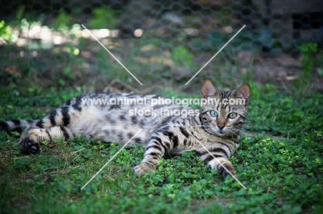 pregnant bengal cat resting in the grass