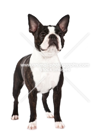 Boston Terrier on white background