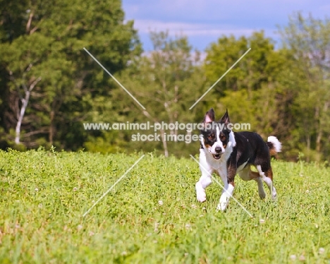 Border Collie running in field