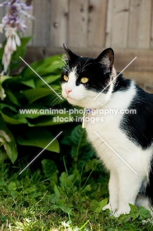 non pedigree cat standing in garden