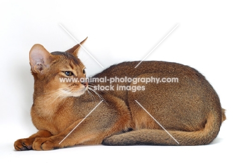 female, ruddy Abyssinian lying down