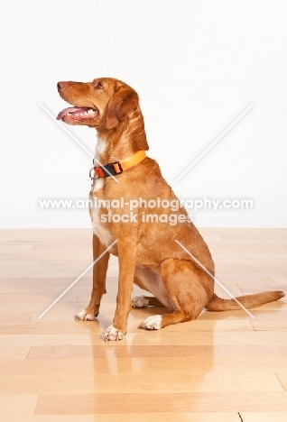 Viszla mix breed dog