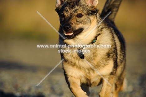 Swedish Vallhund close up, running