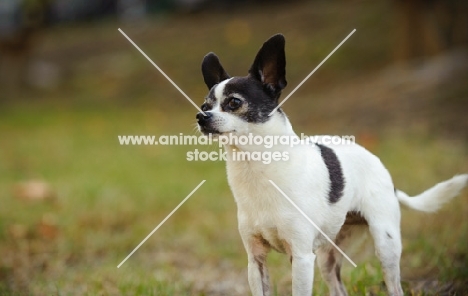 Black and white Chihuahua.