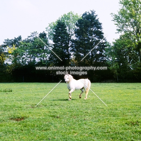 welsh mountain pony stallion at pendock stud,